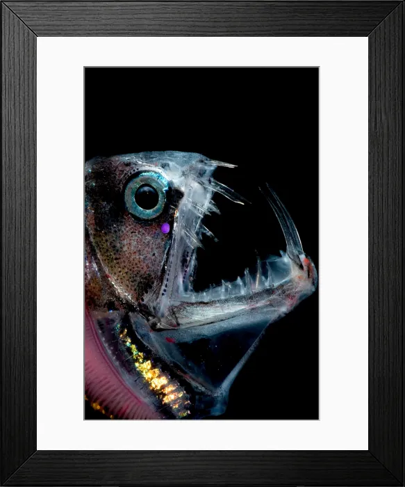 Framed Print : Sloane's Viperfish Framed Print : Sloane's Viperfish