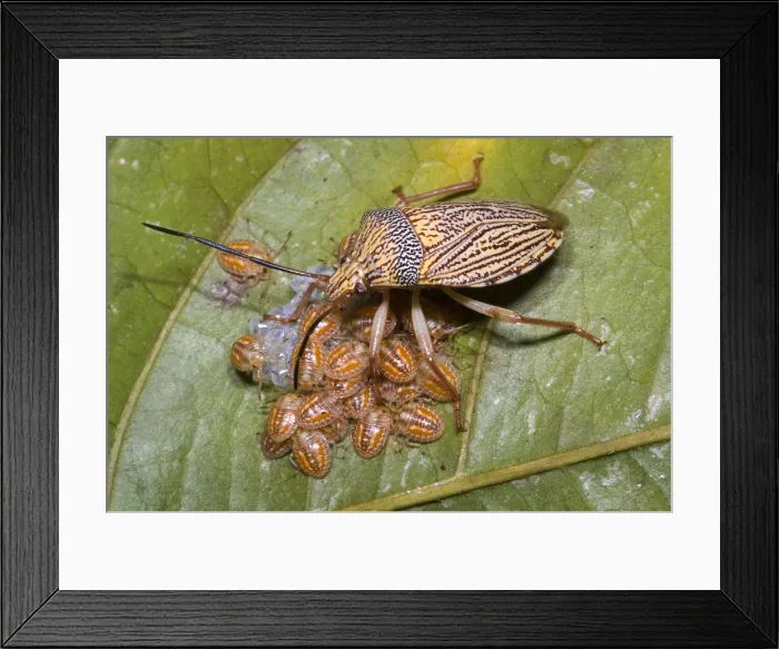 Framed Print : Homopteran Insect Framed Print : Homopteran Insect
