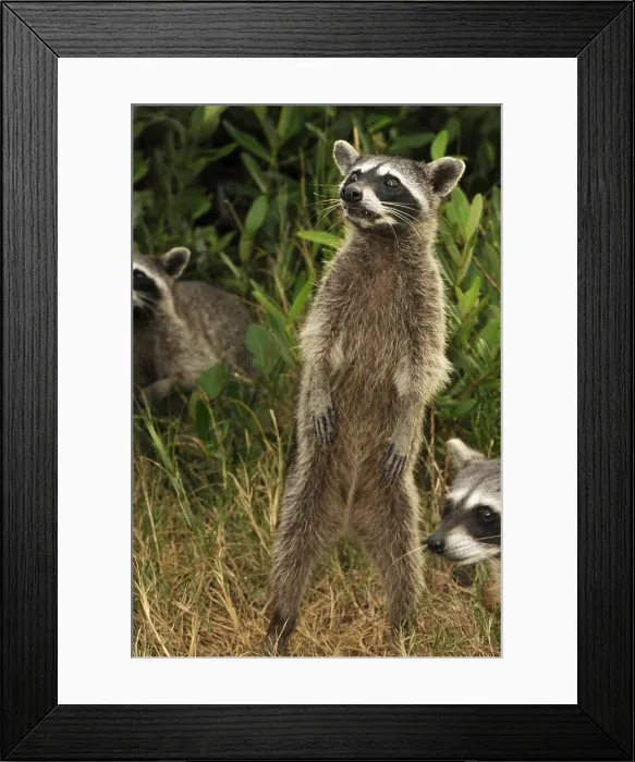 Framed Print : Cozumel raccoon (Procyon pygmaeus)