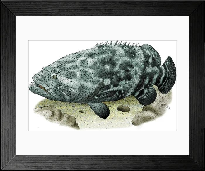 Framed Print : Giant Grouper Framed Print : Giant Grouper