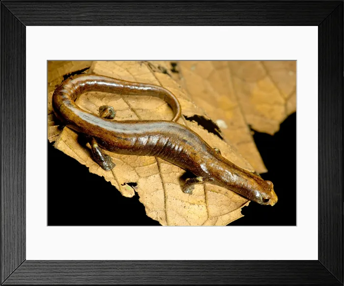 Framed Print : Nauta Palm Foot Salamander Framed Print : Nauta Palm Foot Salamander