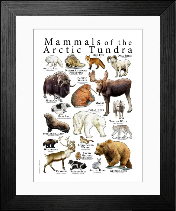 Framed Print : Mammals of the Arctic Tundra Framed Print : Mammals of the Arctic Tundra