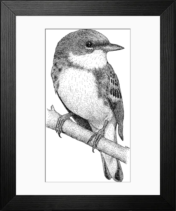 Framed Print : Cerulean Warbler Framed Print : Cerulean Warbler