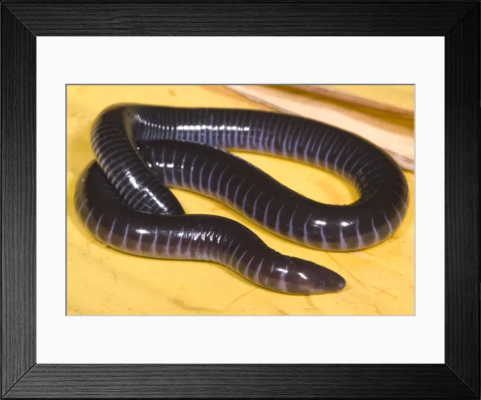 Framed Print : West African Caecilian Framed Print : West African Caecilian