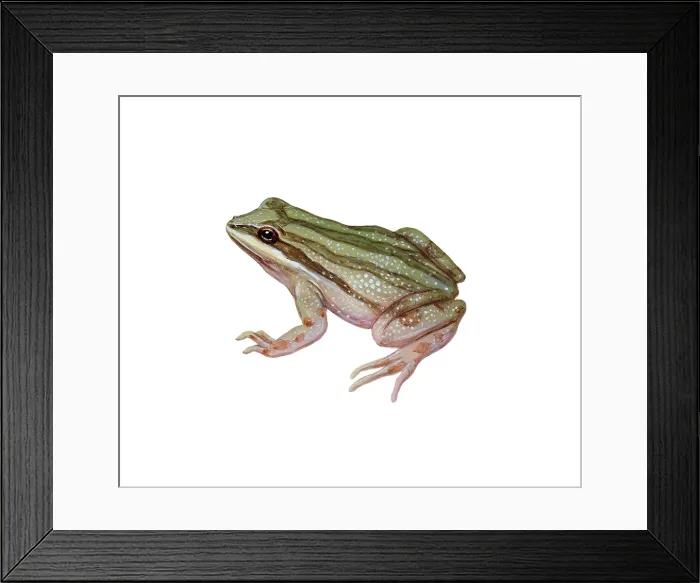 Framed Print : Chorus Frog Framed Print : Chorus Frog
