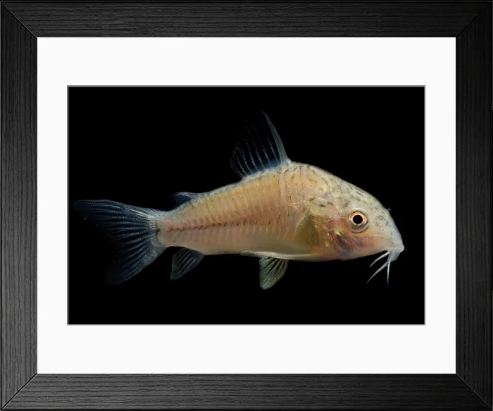 Framed Print : Leopard Corydoras Framed Print : Leopard Corydoras