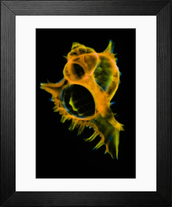 Framed Print : Mollusk Sea Shells, X-ray