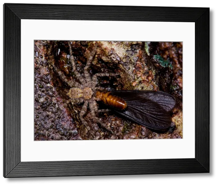 Framed Print : Spider eats termite Framed Print : Spider eats termite