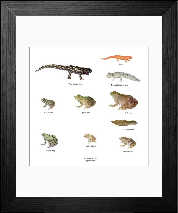 Framed Print : Relative Amphibian Sizes