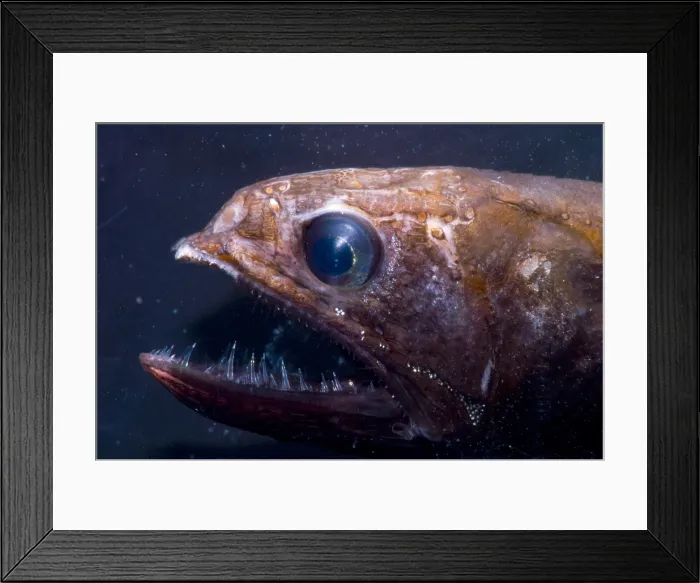 Framed Print : Great Swallower Framed Print : Great Swallower