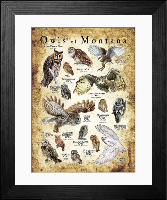 Framed Print : Owls of Montana