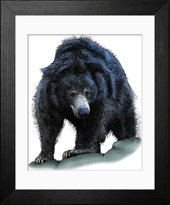 Framed Print : Sloth Bear, Melursus ursinus, Illustration