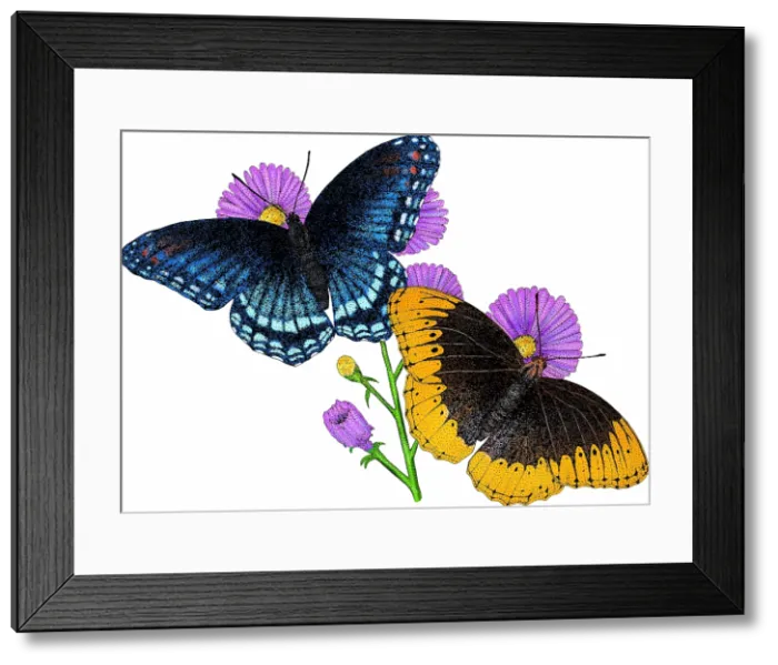 Framed Print : Diana fritillary butterflies Framed Print : Diana fritillary butterflies