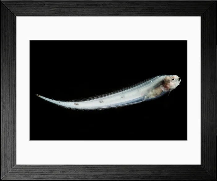 Framed Print : Abyssal Assfish (Bassozetus cf compressus) Framed Print : Abyssal Assfish (Bassozetus cf compressus)