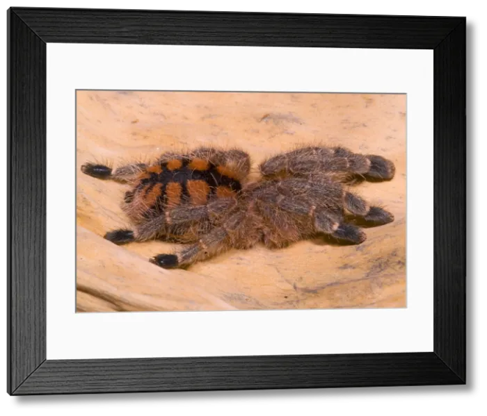 Framed Print : Red Stripe Pink Toe Tarantula Framed Print : Red Stripe Pink Toe Tarantula