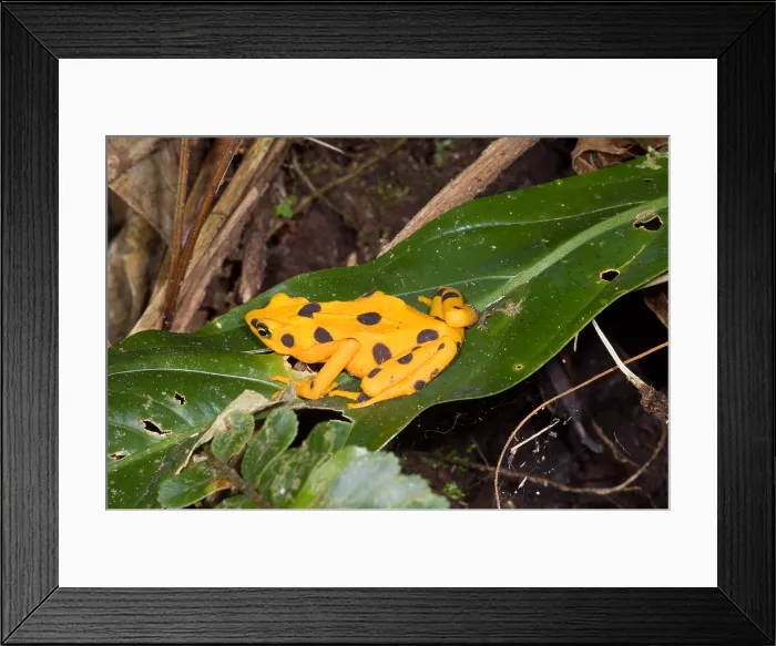 Framed Print : Harlequin Toad Framed Print : Harlequin Toad