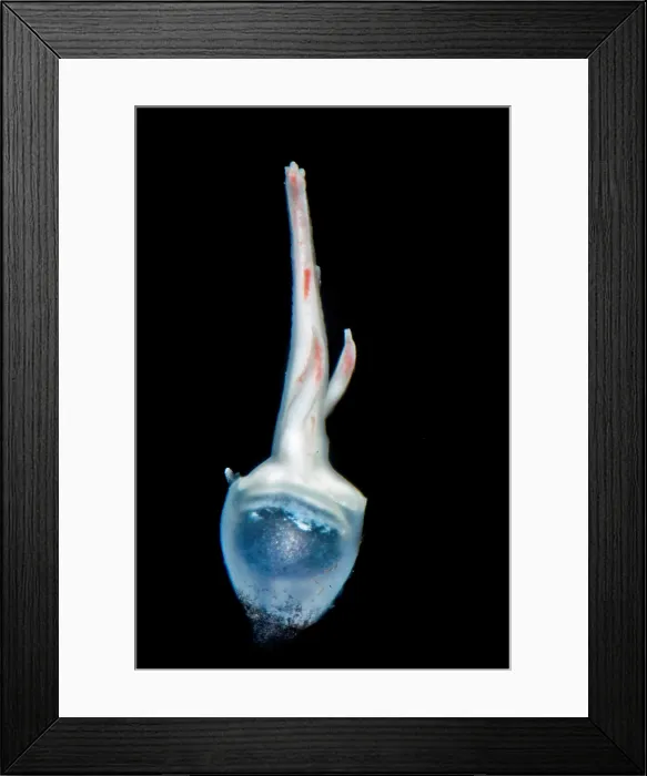 Framed Print : Female anglerfish (Linophryne sp.) Framed Print : Female anglerfish (Linophryne sp.)