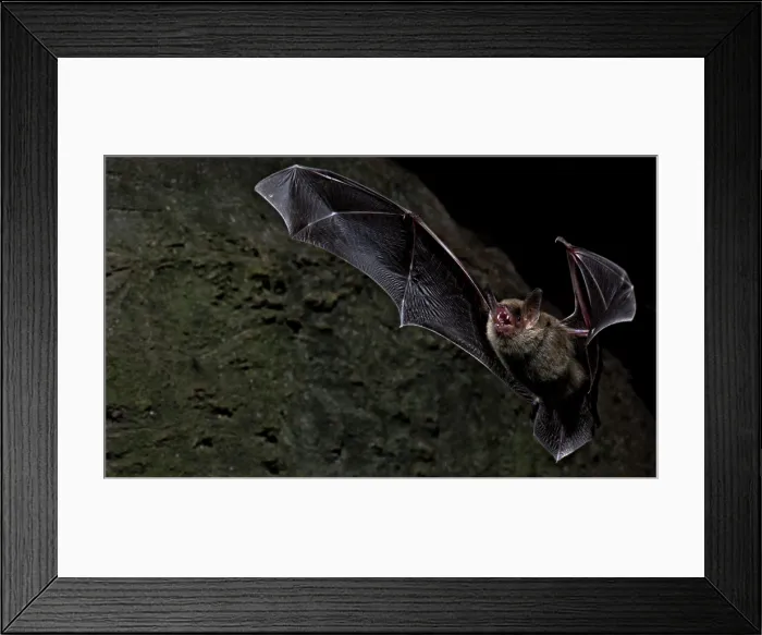 Framed Print : Cave Myotis Bat (Myotis velifer) Framed Print : Cave Myotis Bat (Myotis velifer)