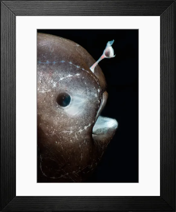 Framed Print : Larval female anglerfish, Oneirodidae Framed Print : Larval female anglerfish, Oneirodidae