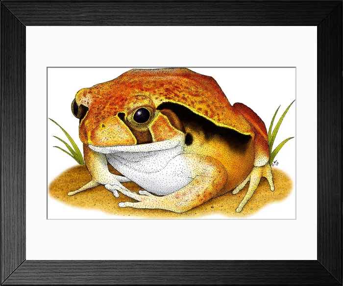 Framed Print : Tomato Frog Framed Print : Tomato Frog