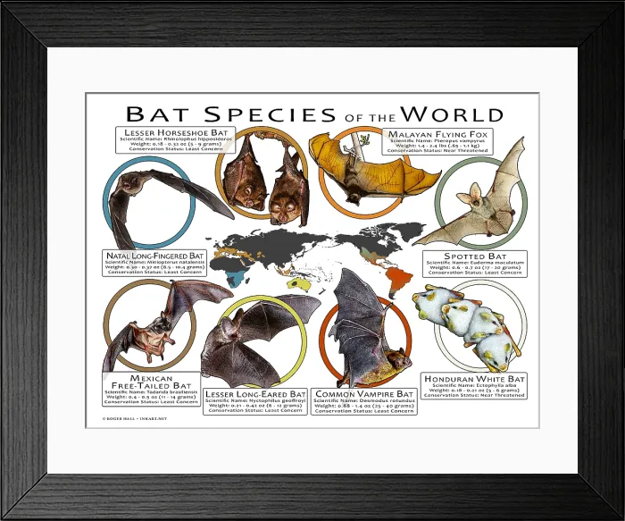 Framed Print : Bat Species of the World Framed Print : Bat Species of the World