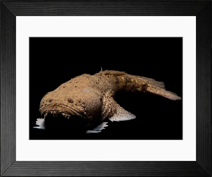Framed Print : Monster Fish Framed Print : Monster Fish