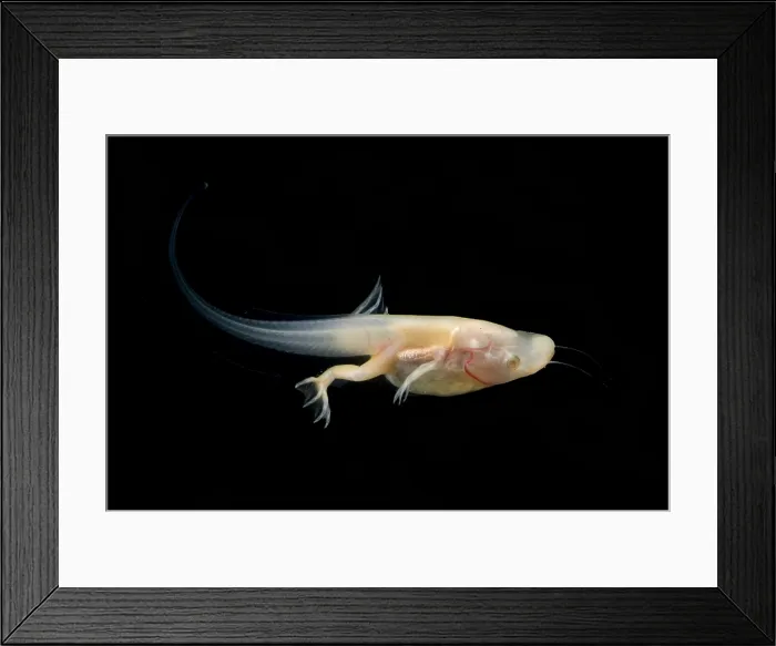 Framed Print : African Clawed Frog tadpole