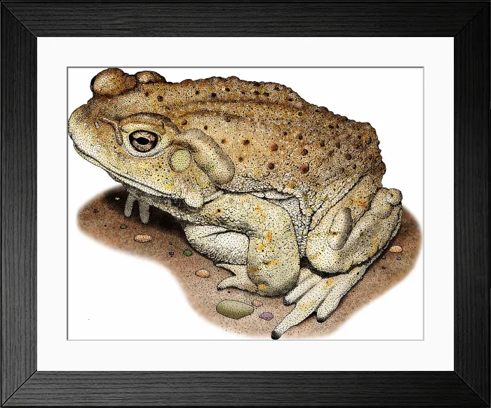 Framed Print : Colorado river toad Framed Print : Colorado river toad