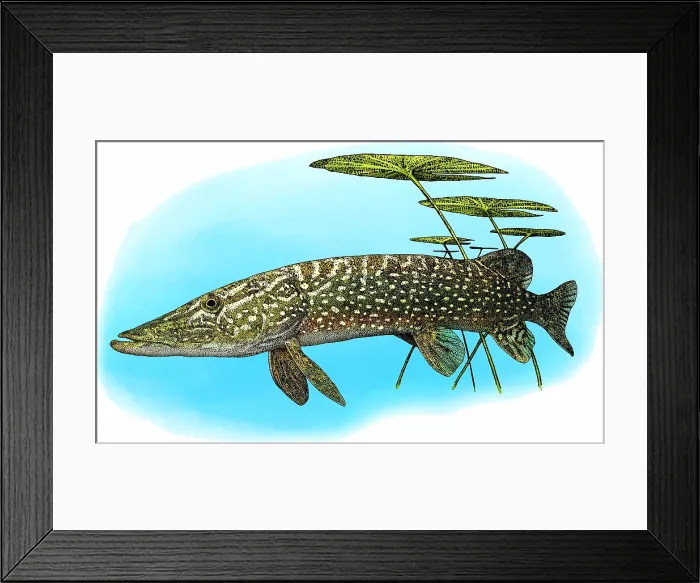 Framed Print : Northern Pike Framed Print : Northern Pike