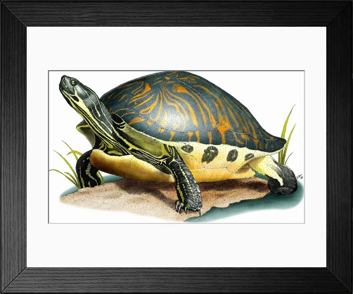 Framed Print : Florida Cooter Framed Print : Florida Cooter
