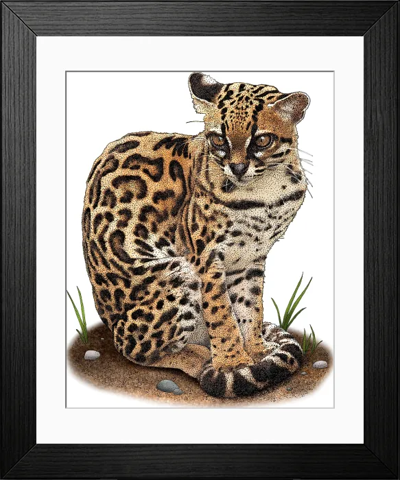 Framed Print : Margay, Leopardus wiedii, Illustration