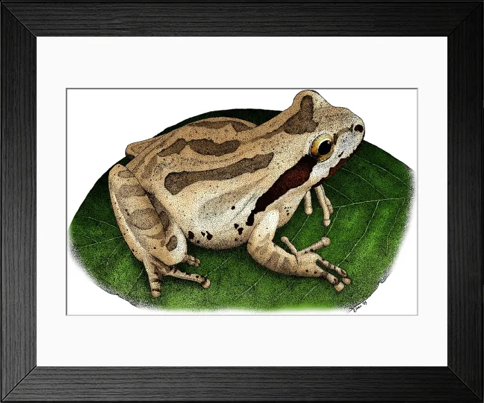 Framed Print : Pacific Chorus Frog Framed Print : Pacific Chorus Frog