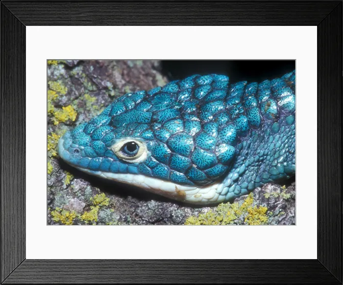 Framed Print : Green Arboreal Alligator Lizard Framed Print : Green Arboreal Alligator Lizard