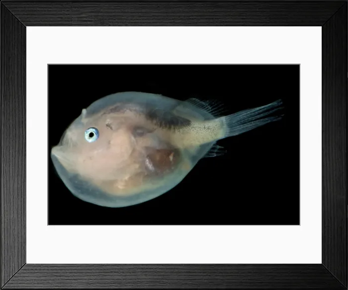 Framed Print : Black Seadevil (Melanocetus sp.)