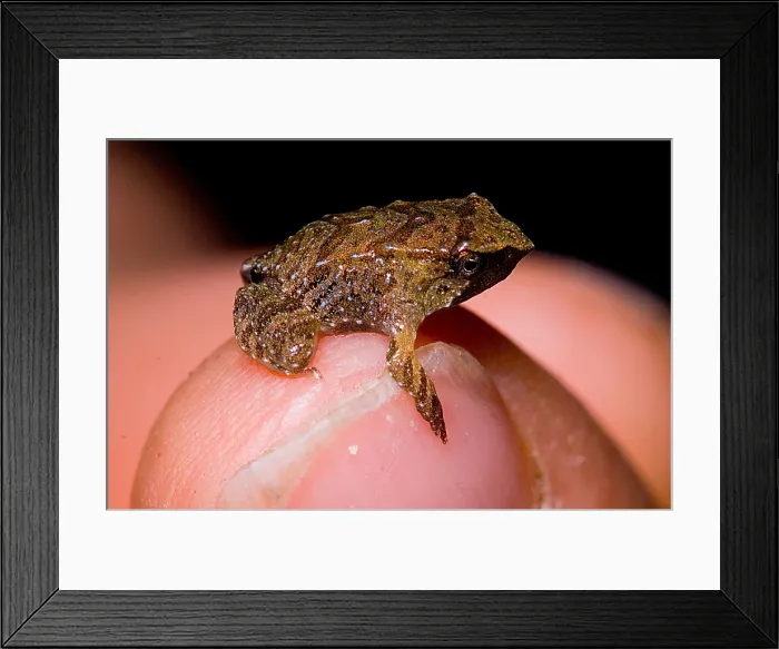 Framed Print : Darwin's Frog Framed Print : Darwin's Frog