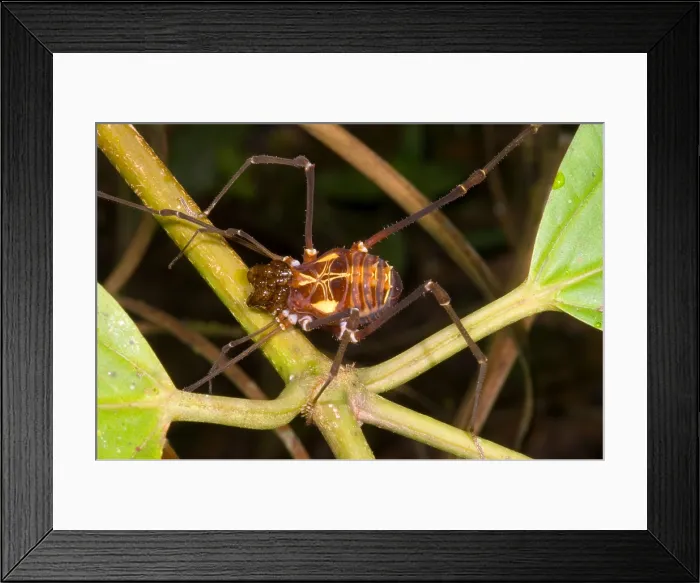 Framed Print : 'Uncle' Longlegs Framed Print : 'Uncle' Longlegs