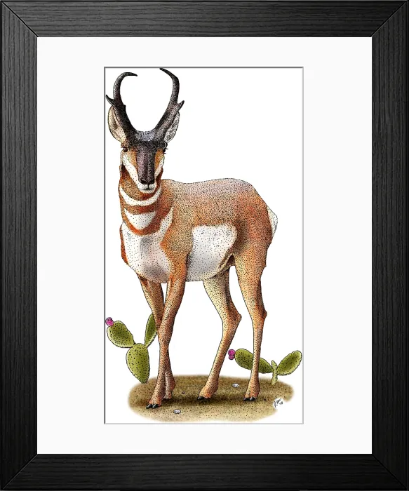 Framed Print : American Pronghorn Framed Print : American Pronghorn