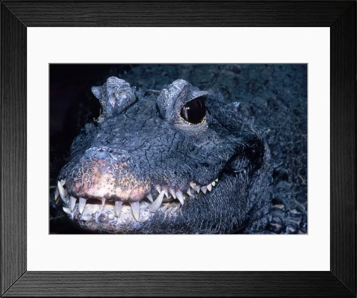 Framed Print : African Dwarf Crocodile Framed Print : African Dwarf Crocodile