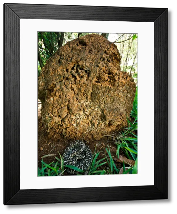 Framed Print : Urutu at Termite Mound Framed Print : Urutu at Termite Mound