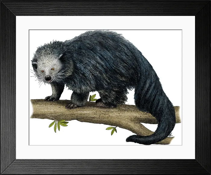 Framed Print : Binturong. Illustration of a Binturong (Arctictis binturong) Framed Print : Binturong. Illustration of a Binturong (Arctictis binturong)