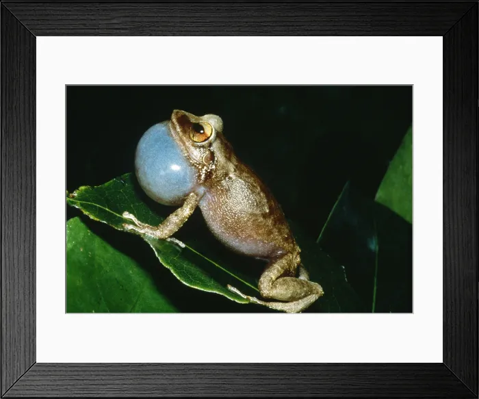 Framed Print : Coqui croaking Framed Print : Coqui croaking