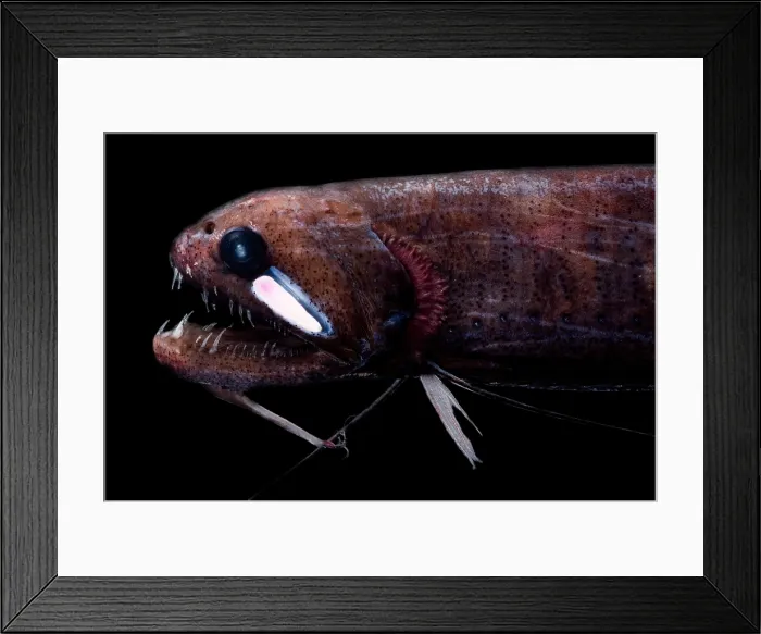 Framed Print : Threadfin Dragonfish Framed Print : Threadfin Dragonfish