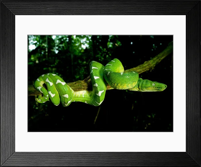 Framed Print : West Amazonian Emerald Tree Boa Framed Print : West Amazonian Emerald Tree Boa