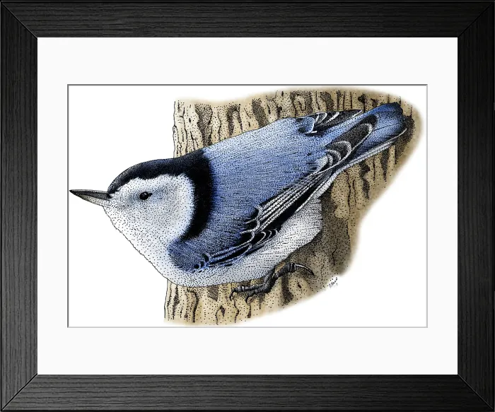 Framed Print : White-Breasted Nuthatch Framed Print : White-Breasted Nuthatch