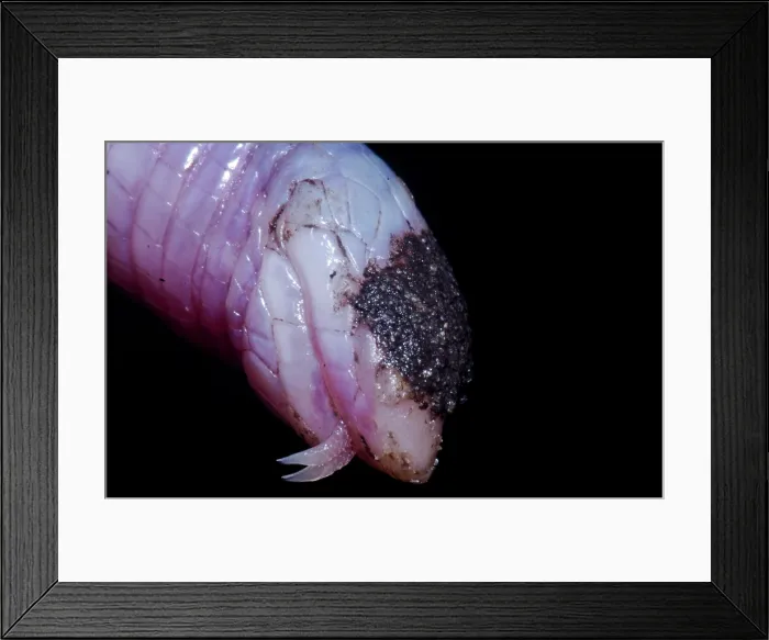 Framed Print : North American Worm Lizard (Rhineura floridana) Framed Print : North American Worm Lizard (Rhineura floridana)