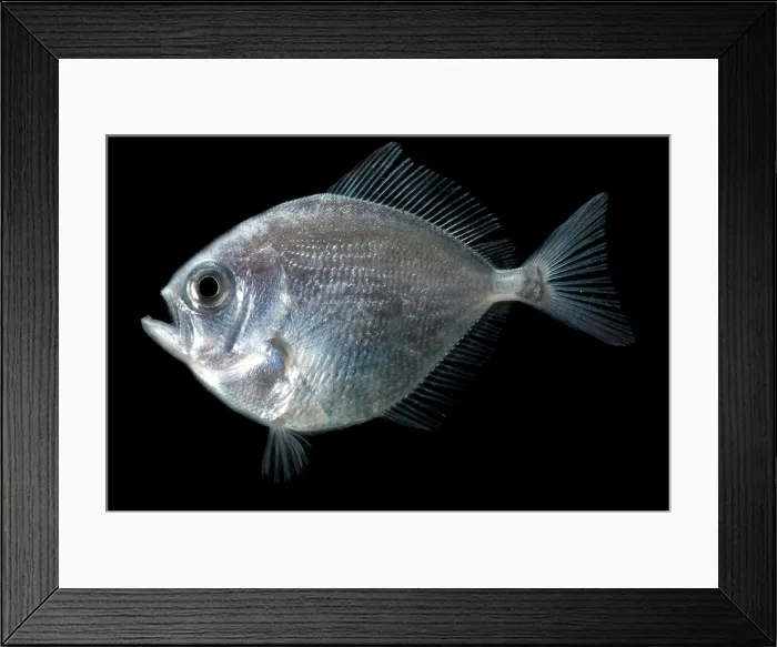 Framed Print : Pomfret fish (Brama brama) from sargassum weed community.Sargassum Weed is a marine plant Framed Print : Pomfret fish (Brama brama) from sargassum weed community.Sargassum Weed is a marine plant