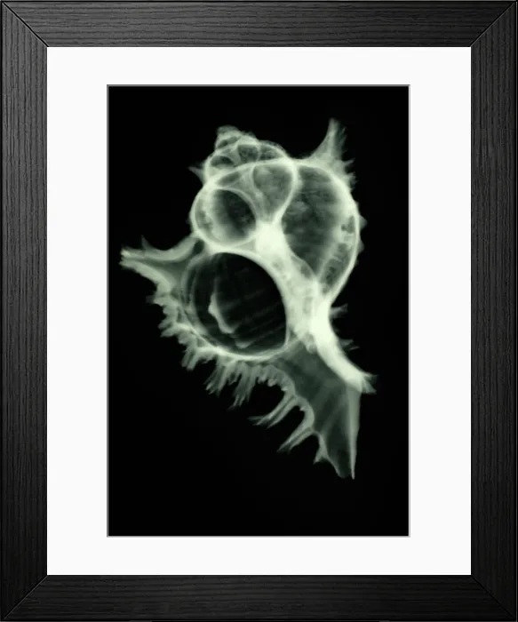 Framed Print : Sea Shell, X-ray Framed Print : Sea Shell, X-ray