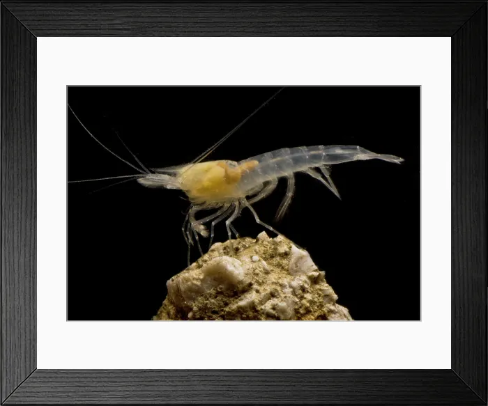 Framed Print : Cave Shrimp, (possibly Typhlocaridina sp.) Framed Print : Cave Shrimp, (possibly Typhlocaridina sp.)