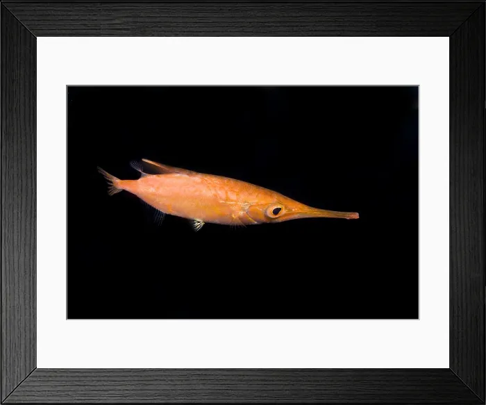 Framed Print : Longfin Snipefish Framed Print : Longfin Snipefish