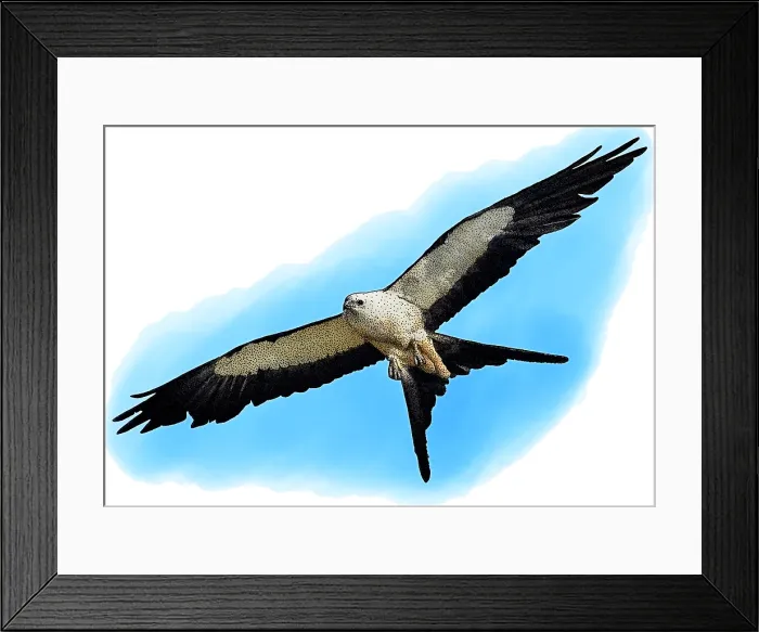 Framed Print : Swallow-tailed Kite, Illustration Framed Print : Swallow-tailed Kite, Illustration